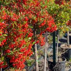 Hlohyňa šarlátová (Pyracantha) ´VENTOUX RED´ - výška 70-90 cm, kont. C7L - NA KMIENKU